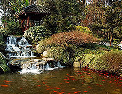 Koi ponds